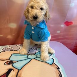 Boston - Cream male Poodle puppy in Mobile, Alabama from Semmy’s Standard Poodle LLC