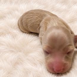 Carol - Cream female Dachshund puppy in Sebring, Florida from Mini Weenies