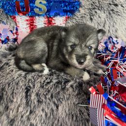 Onion - Agouti and white female Siberian Husky puppy in Folsom, Louisiana from Geaux Fluffy