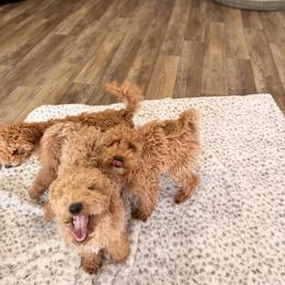 Poodle Puppies from Savana williams