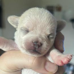 Halo - Fawn female Chihuahua puppy in New Castle, Delaware from Sasha’s Elite Kennel LLC