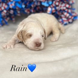 Australian Labradoodle Puppies from Walls Family Doodles