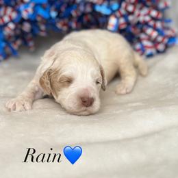 Australian Labradoodle Puppies from Walls Family Doodles