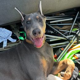 Doberman Pinscher Puppies from Morningstar Kennel