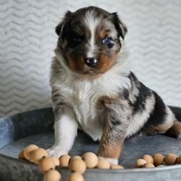 Regina - Blue merle female Australian Shepherd puppy in Mountain Grove, Missouri from K Bar H Farms