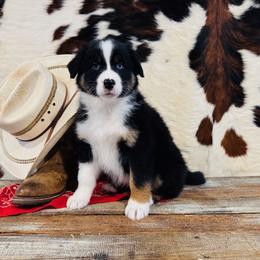 'Judy' - Black tri-color female Australian Shepherd puppy in Durand, Wisconsin from Larson’s Legacy Aussome Aussie Kennels
