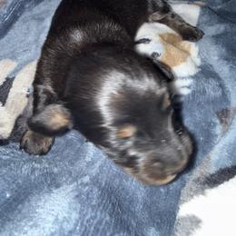Beau - Black and tan male Dachshund puppy in Connersville, Indiana from MoonShine Babies