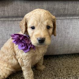 Goldendoodles and Golden Retrievers from Farmhouse Goldens