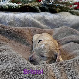 Bristol - Apricot female Goldendoodle puppy in Sanderson, Florida from Serenity Goldendoodles