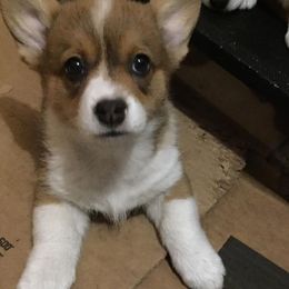 American Corgis and Pembroke Welsh Corgis from TZ's Corgis