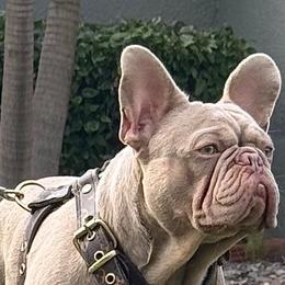 French Bulldogs from Shorelinefrenchies