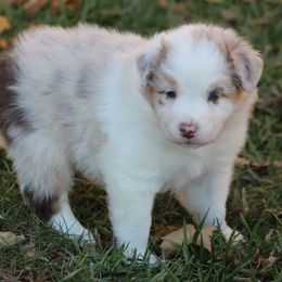 Ember - Red merle female Australian Shepherd puppy in Granville, Ohio from River Trails Aussies