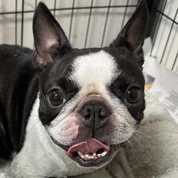 Boston Terriers and French Bulldogs from Classic Boston Terriers and French Bulldogs