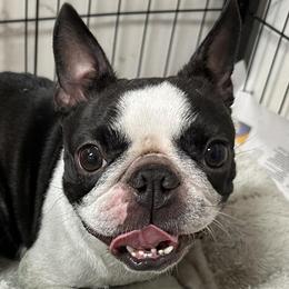 Boston Terriers and French Bulldogs from Classic Boston Terriers and French Bulldogs
