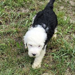 Kennedy-born on Memorial Day - Black and white female Sheepadoodle puppy in Falls Creek, Pennsylvania from By Well Kennels
