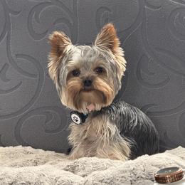 Tuk - Yorkshire Terrier