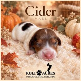 Cider - Chocolate Dapple Piebald - Dapple male Dachshund puppy in Kemp, Texas from Koli Acres