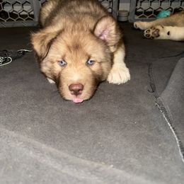 Siberian Husky Puppies from Southern Siberian Huskies of SW Florida
