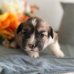 Girl 4 - Red female Pembroke Welsh Corgi puppy in Belle Fourche, South Dakota from BellamyHills Corgis