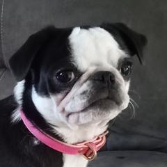 Petunia - Pug (Non-standard)