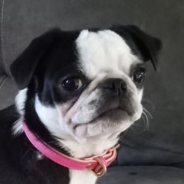 Petunia - Pug (Non-standard)