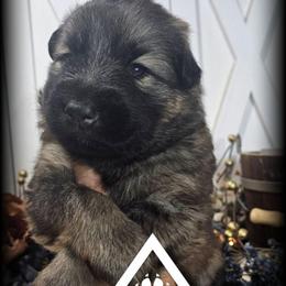 Hawk - Sable male German Shepherd puppy in Sequim, Washington from German Shepherd Haus