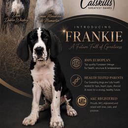Frankie - Mantle male Great Dane puppy in Liberty, New York from Catskills Greatest Danes