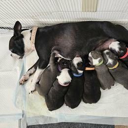 Girl 3 - Black and white female Boston Terrier puppy in Pahrump, Nevada from Lujan Ranch