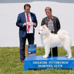 Samoyed All Grown Up from Cirque D' Samz