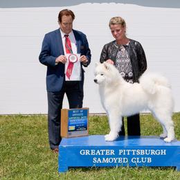 Samoyed All Grown Up from Cirque D' Samz