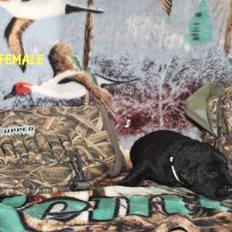 Labrador Retriever Puppies from Copper Creek Outfitters and Kennel