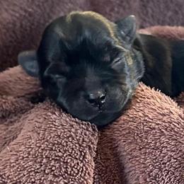 Miss piggy - Black and tan female Yorkshire Terrier puppy in Goode, Virginia from Glass Hill Yorkies
