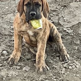 Boerboel, Shorkie, and Toy Australian Shepherd Puppies from SATA Kennels