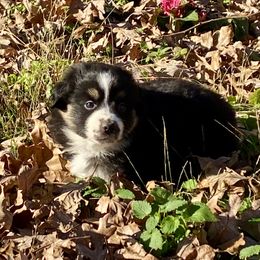 Spicy - Black tri female Miniature American Shepherd puppy in Harmony, North Carolina from Carolina Pride Aussies