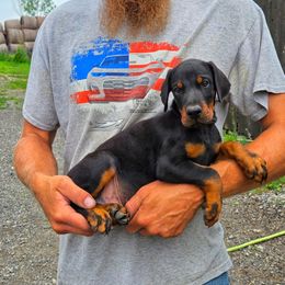 Gus - Black and rust male Doberman Pinscher puppy in China Township, Michigan from Snell's Superior Kennel Dobermann & GSP