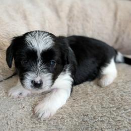 Parti Girl 3 - Diamond - Parti female Yorkshire Terrier puppy in Owenton, Kentucky from Robertson's Dream Ranch Aussies & Yorkies