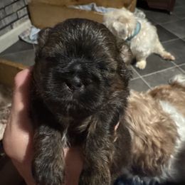 Girl3 - Brindle and white female Shih Tzu puppy in Hustontown, Pennsylvania from Everts Ranch ShihTzu’s