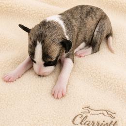 Girl 2 - Fawn brindle female Whippet puppy in Kalamazoo, Michigan from Clarriott Whippets & Cavapoos