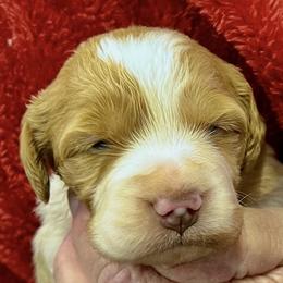 Missi boy 1 - Orange and white male Brittany puppy in Floyd Knobs, Indiana from Cross Creek Brittanys