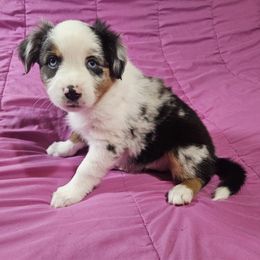 Osa - Blue merle female Miniature Australian Shepherd puppy in Garland, Texas from Dollie Farms