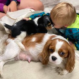 Cavalier King Charles Spaniel Puppies from CK Cavaliers