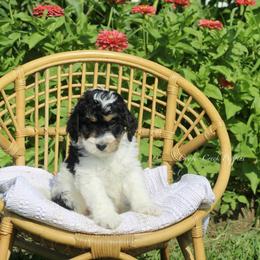 George - Tri-color male Bernedoodle puppy in Lowry City, Missouri from Cooper Creek Puppies