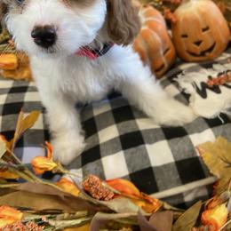 Cavalier King Charles Spaniel, Cavapoo, and Goldendoodle Puppies from Simply Sweet Paws. LLC