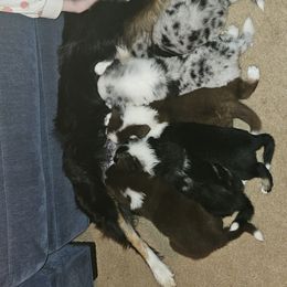 Australian Shepherd Puppies from Cali's Australian Shepherds