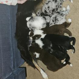 Australian Shepherd Puppies from Cali's Australian Shepherds