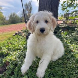 Wilder - White male Sheepadoodle puppy in Watford City, North Dakota from Smith Acres Doodles