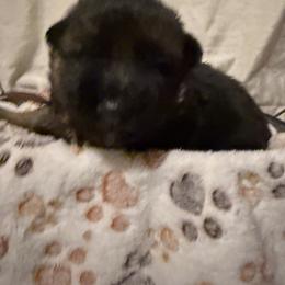 Male puppy 4 - Black and red male German Shepherd puppy in La Salle, Colorado from Pure Heart German shepherds