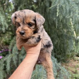 Buttercup - Merle female Yorkipoo puppy in Henderson, North Carolina from Dorans Danes and Doodles