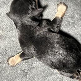 Sadie - Black and silver female Miniature Schnauzer puppy in Port Orchard, Washington from Silver Bells Miniature Schnauzers