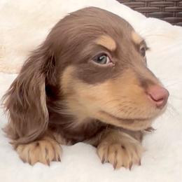 Starla's Chocolate and Cream -- Male - Chocolate and cream male Dachshund puppy in Kalama, Washington from Dazzling Doxies